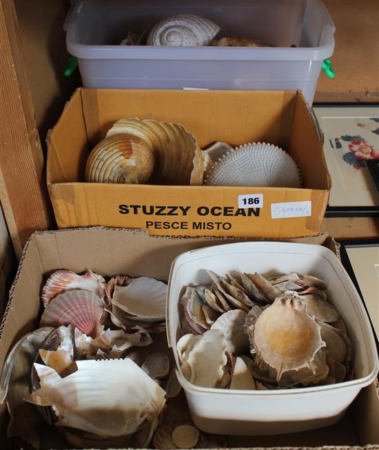Quantity of sea shells